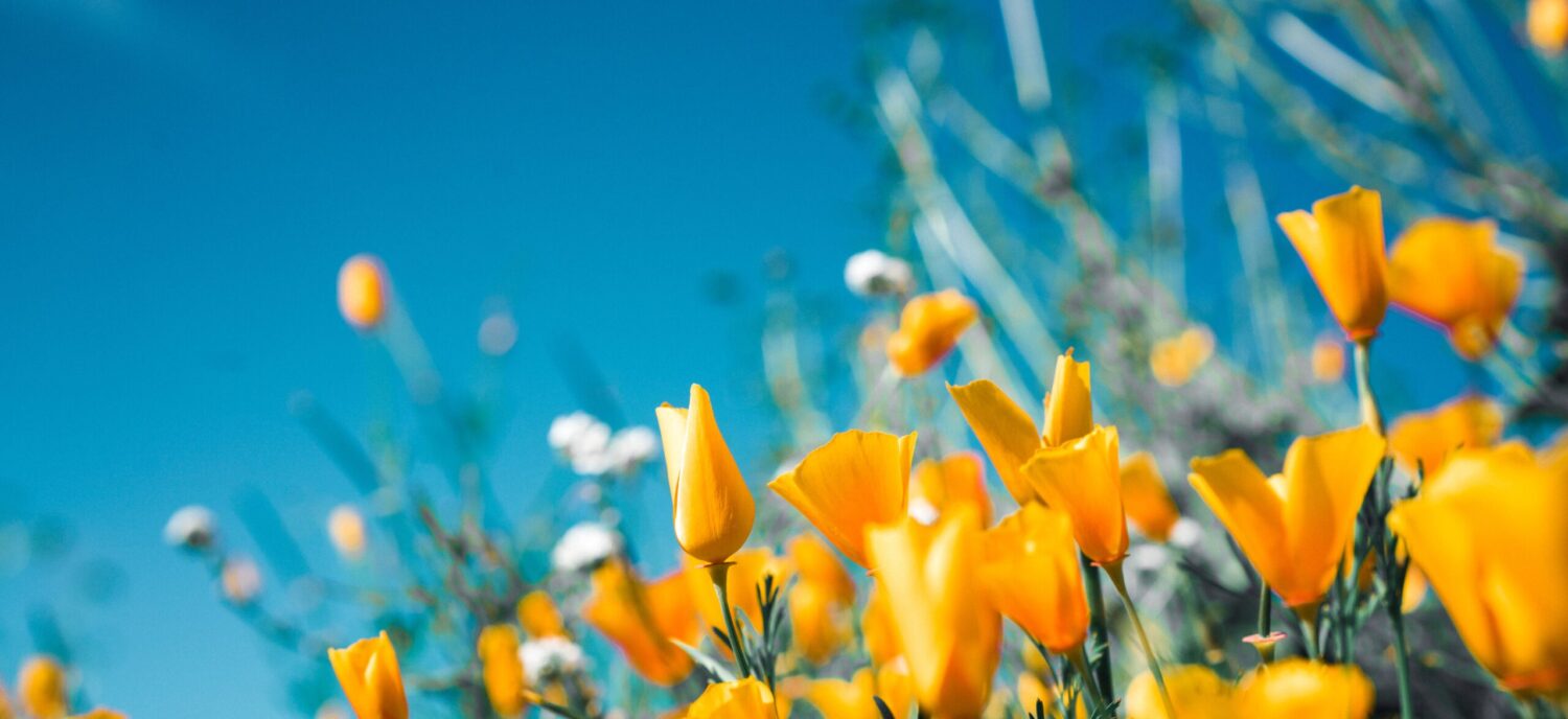 DISCOVER YOUR RESILIENCE